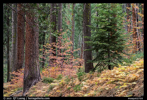 Forest with ferns and dogwoods in autum color. Sequoia National Park, California, USA.