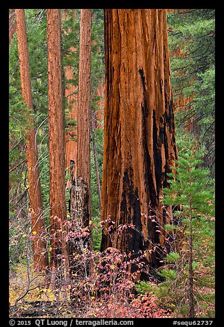 Dogwood and sequoias in autumn. Sequoia National Park, California, USA.