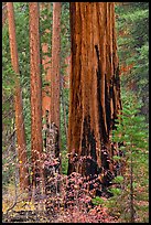 Dogwood and sequoias in autumn. Sequoia National Park, California, USA.