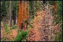 Dogwoods in autumn foliage and sequoia grove. Sequoia National Park, California, USA.