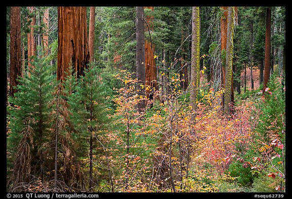 Dogwoods in autumn foliage and sequoia forest. Sequoia National Park, California, USA.