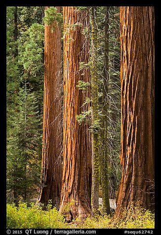 Sequoia trees in autumn. Sequoia National Park (color)