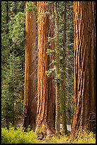 Sequoia trees in autumn. Sequoia National Park, California, USA.