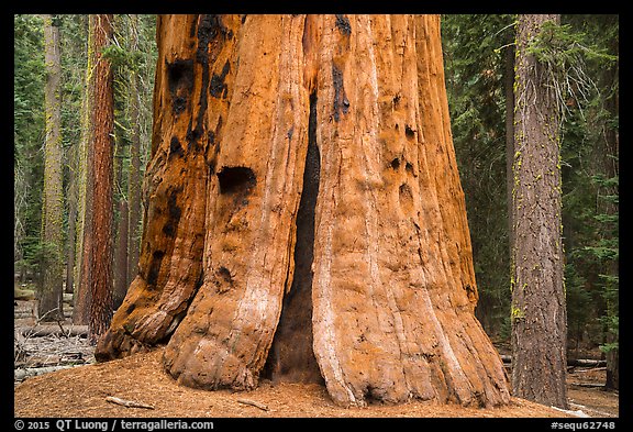 Base of General Lee tree, Giant Forest. Sequoia National Park (color)