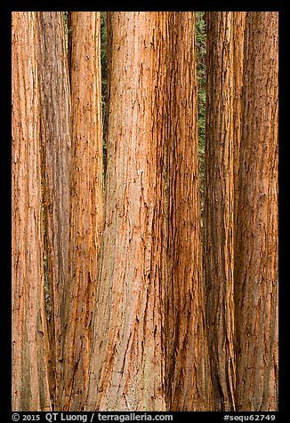 Tightly clustered sequoia tree trunks. Sequoia National Park (color)