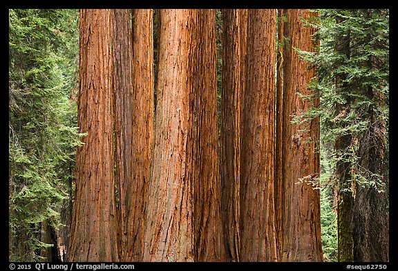 Densely clustered sequoia tree trunks, Giant Forest. Sequoia National Park, California, USA.