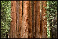 Densely clustered sequoia tree trunks, Giant Forest. Sequoia National Park ( color)