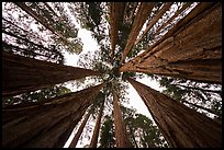 Looking up grove of sequoia trees, Giant Forest. Sequoia National Park ( color)