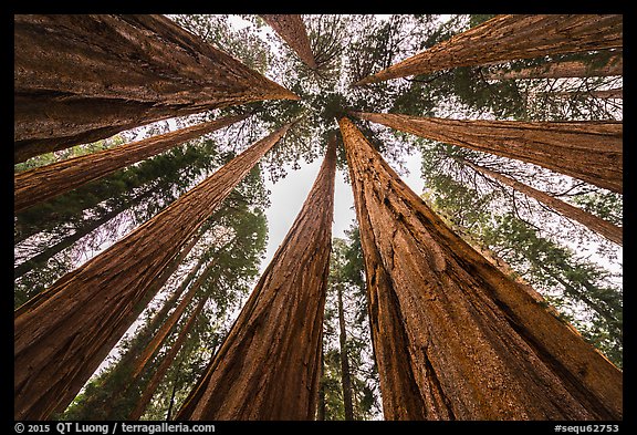 Upwards view of grove of sequoia trees. Sequoia National Park, California, USA.