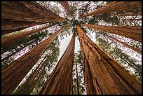 Upwards view of grove of sequoia trees. Sequoia National Park ( color)