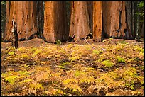Ferms in autumn colors and grove of giant sequoias. Sequoia National Park ( color)