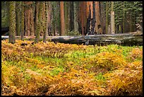 Meadow with ferns in autumn in Giant Forest. Sequoia National Park ( color)