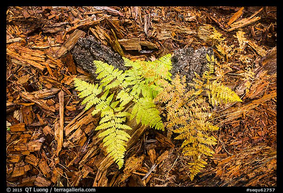Close-up of ferns and bark from giant sequoias. Sequoia National Park (color)