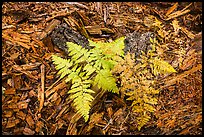 Close-up of ferns and bark from giant sequoias. Sequoia National Park ( color)