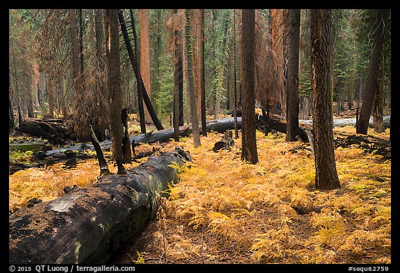 Ferns and burned trees in autumn, Giant Forest. Sequoia National Park (color)