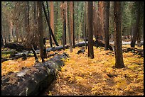 Ferns and burned trees in autumn, Giant Forest. Sequoia National Park ( color)