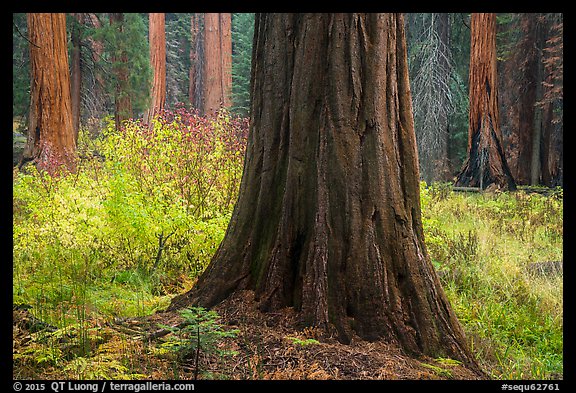 Sequoia trees bordering meadow in autumn, Giant Forest. Sequoia National Park, California, USA.