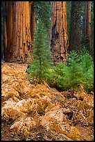 Ferns, sapplings and sequoia trees in autumn. Sequoia National Park, California, USA.