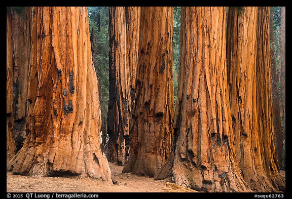 Senate group of sequoia trees. Sequoia National Park (color)