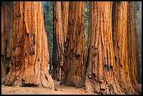 Senate group of sequoia trees. Sequoia National Park ( color)