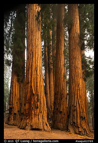 Senate Group. Sequoia National Park (color)