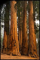 Senate Group. Sequoia National Park ( color)