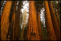 Senate Group of sequoia trees in rain. Sequoia National Park ( color)