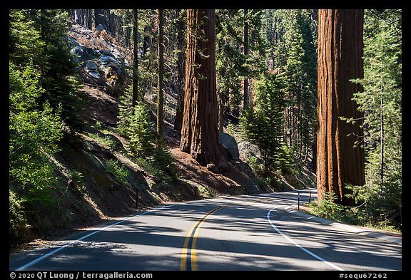 Generals Highway. Sequoia National Park (color)