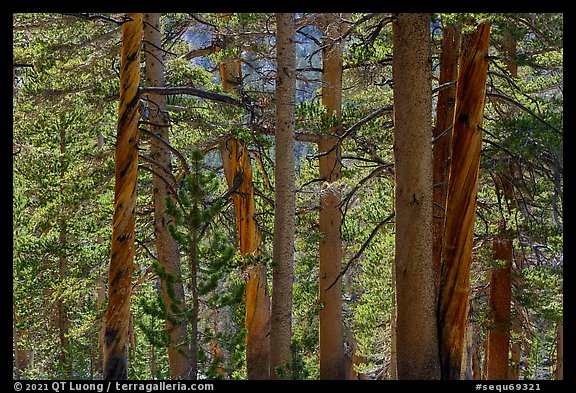 High Sierra pine forest. Sequoia National Park (color)