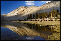 Lake and stand of pine trees. Sequoia National Park ( color)