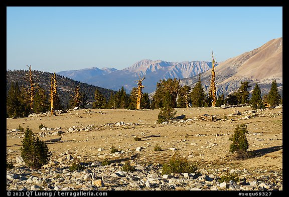 Bighorn Plateau, early morning. Sequoia National Park (color)