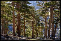 Subalpine Forest near Wright Creek. Sequoia National Park ( color)