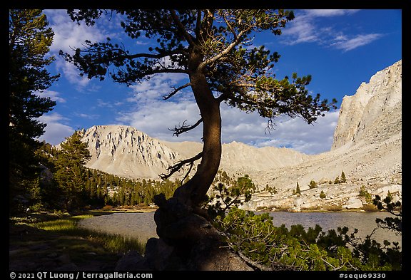 Tree, Timberlane Lake, Mt Whitney. Sequoia National Park (color)