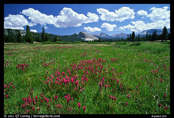 Summer wildflowers and Lembert Dome, Tuolumne Meadows. Yosemite National Park (color)