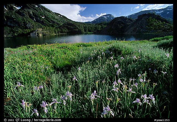Summer flowers and Lake near Tioga Pass, late afternoon. California, USA