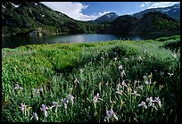 Summer flowers and Lake near Tioga Pass, late afternoon. California, USA (color)