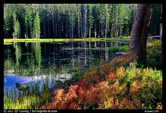 Shrubs in autumn foliage and reflections, Siesta Lake. Yosemite National Park (color)