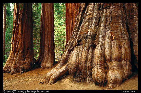 Giant Sequoias (Sequoiadendron giganteum) in Mariposa Grove. Yosemite National Park (color)