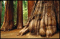 Giant Sequoias (Sequoiadendron giganteum) in Mariposa Grove. Yosemite National Park ( color)