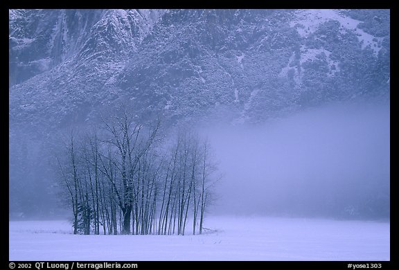 Trees in fog in meadows, early morning. Yosemite National Park (color)