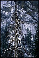 Tree in El Capitan meadows and Cathedral Rocks cliffs, winter. Yosemite National Park, California, USA.