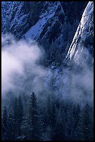 Pines, mist, and Cathedral Rocks. Yosemite National Park, California, USA.