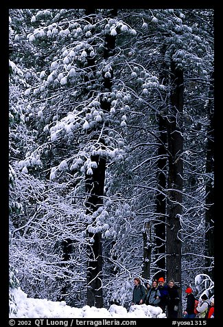 Hikers and snowy trees. Yosemite National Park, California, USA.
