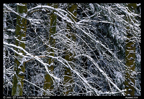 Diagonal pattern of snowy branches. Yosemite National Park, California, USA.