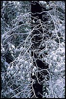 Tree with branches covered by snow. Yosemite National Park, California, USA.