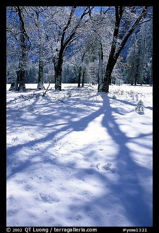 Shadows on snow of oaks trees, El Capitan meadows, winter. Yosemite National Park (color)