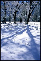 Shadows on snow of oaks trees, El Capitan meadows, winter. Yosemite National Park ( color)