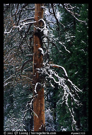 Trunk and snow-covered branches of tree in El Capitan meadow. Yosemite National Park (color)