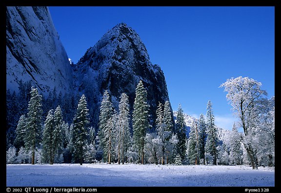 Trees in El Capitan Meadows and Cathedral rocks with fresh snow, early morning. Yosemite National Park, California, USA.