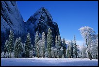 Trees in El Capitan Meadows and Cathedral rocks with fresh snow, early morning. Yosemite National Park, California, USA. (color)